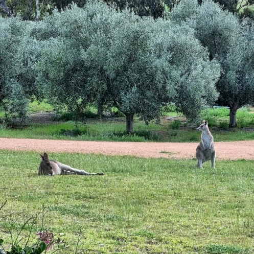Kangaroos relaxing at Toolunka Estate in front of olive grove