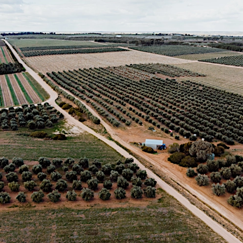 Aerial view of Toolunka Estate olive groves